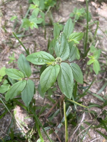 Asthma Plant