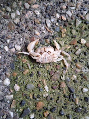 Japanese Freshwater Crab