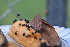 Magneuptychia