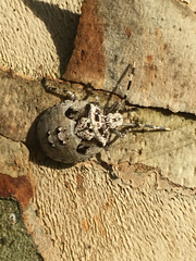 Discocephalinae