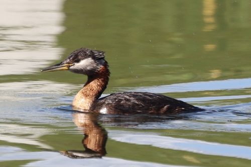 Red-necked Grebe