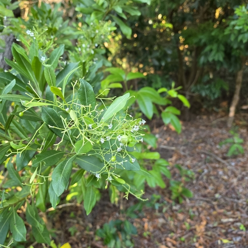 Duboisia myoporoides, photograph 2