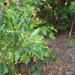 Duboisia myoporoides, photograph (c) Martin Rady, some rights reserved (CC BY)