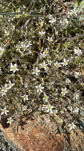 Sabulina nuttallii, 2026-07-02