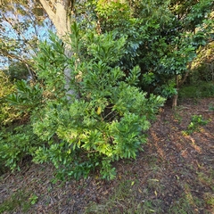 Duboisia myoporoides, photograph (c) Martin Rady, some rights reserved (CC BY)