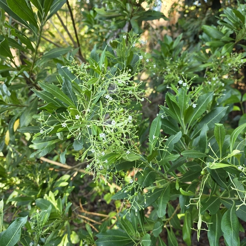 Duboisia myoporoides, photograph 6