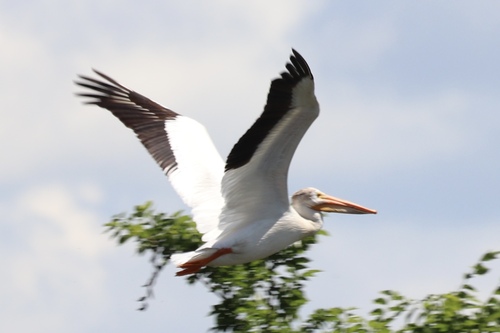 American White Pelican