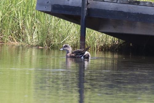American Wigeon