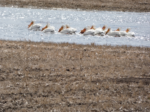 American White Pelican photographed in South Dakota