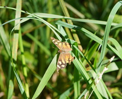 Heteronympha banksii