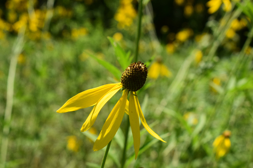 grey-headed coneflower
