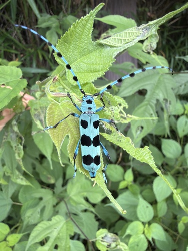 Black-spotted Blue Longicorn