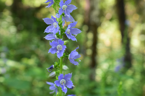 tall bellflower