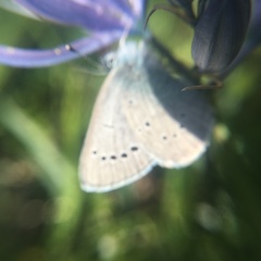 Glaucopsyche lygdamus columbia