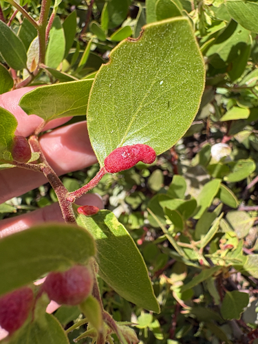 iNaturalist observation photo of Manzanita Leafgall Aphid