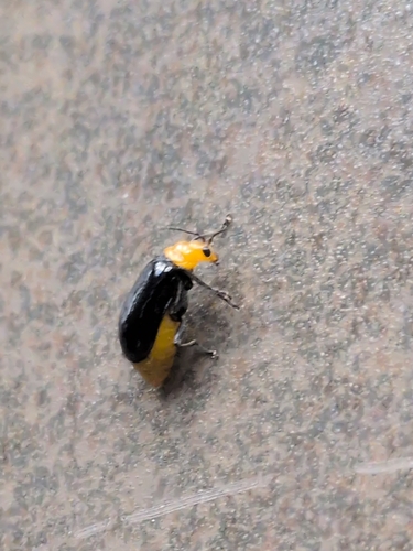 Aulacophora nigripennis
