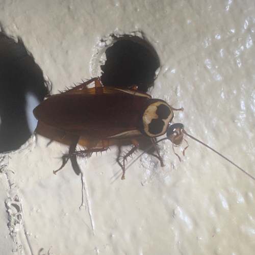 Australian Cockroach