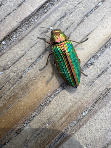 iNaturalist observation photo of Golden Buprestid Beetle