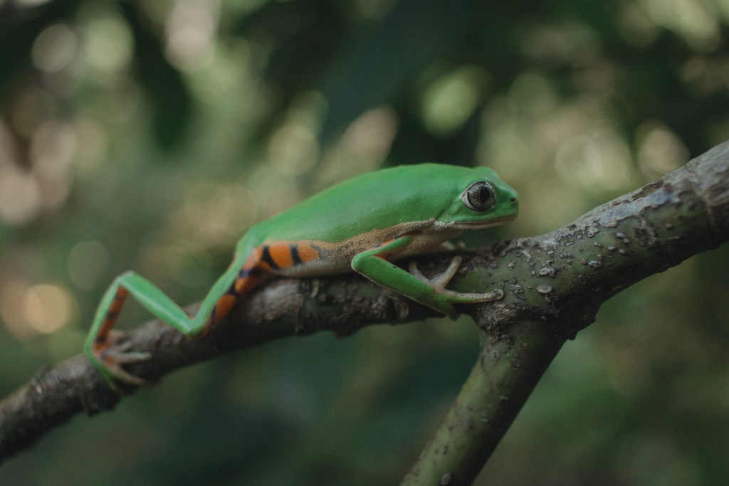 Northeastern Brazilian Leaf Frog