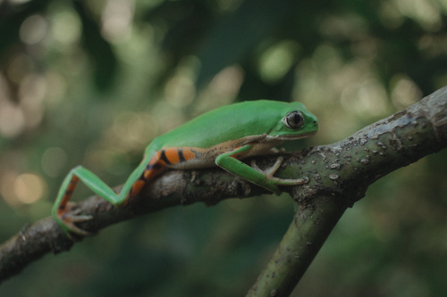 Northeastern Brazilian Leaf Frog, Pithecopus nordestinus