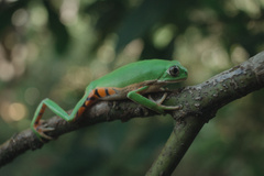 Northeastern Brazilian Leaf Frog photo 1