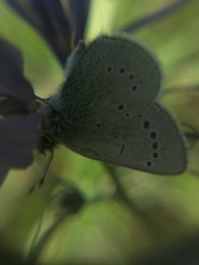 Glaucopsyche lygdamus columbia