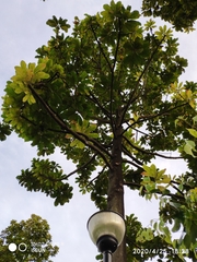 Dillenia grandifolia