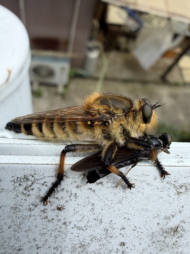 Promachus yesonicus