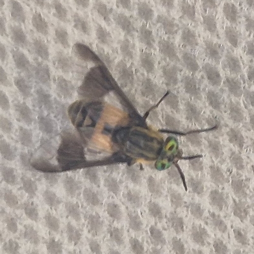 Splayed Deer Fly