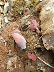 Auricularia fuscosuccinea