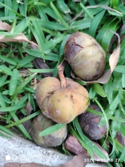 Dillenia grandifolia