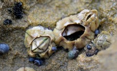 Chthamalus antennatus