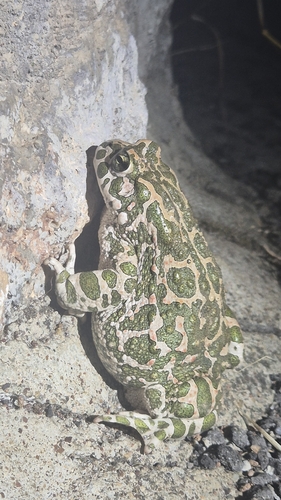 Green Toad