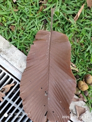 Dillenia grandifolia