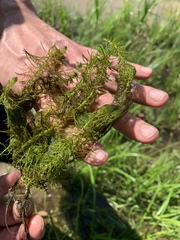 Proserpinaca pectinata