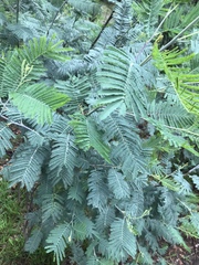 Acacia dealbata dealbata