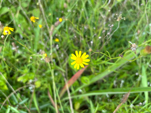 Senecio madagascariensis observed 2026-05-20
