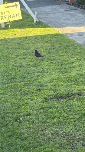 Eurasian Blackbird