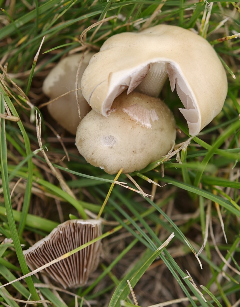 Pale Brittlestem · July 2026 · photo: Photo: no rights reserved · iNaturalist