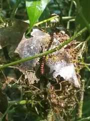 Helicorthomorpha