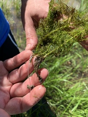 Proserpinaca pectinata