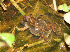 Physalaemus fischeri