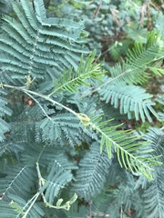 Acacia dealbata dealbata