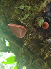 Auricularia fuscosuccinea