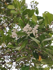 Syzygium glaucum
