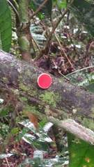 Phillipsia domingensis