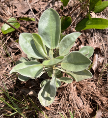author not stated, no rights reserved Lupinus cumulicola, photograph author not stated, no rights reserved