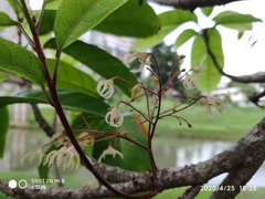 Sterculia monosperma