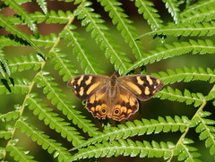 Heteronympha banksii