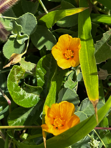 Sida fallax observed 2026-05-19